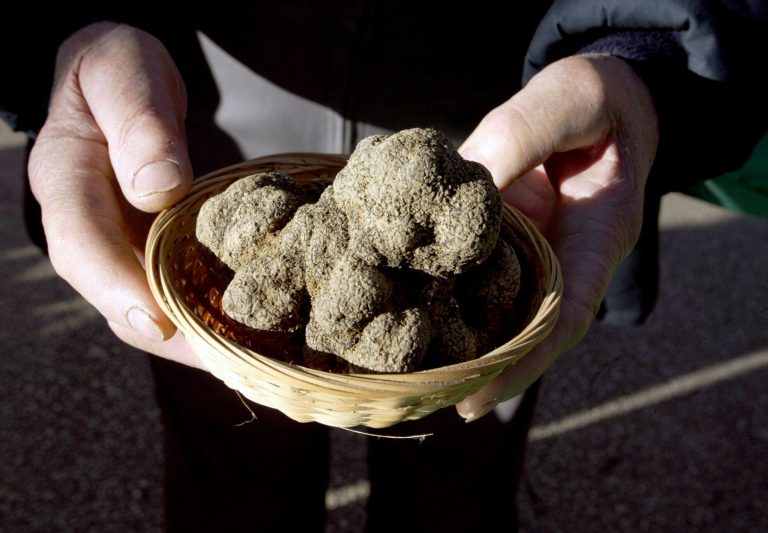trufas perigord truffles