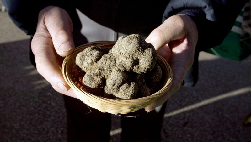 trufas perigord truffles